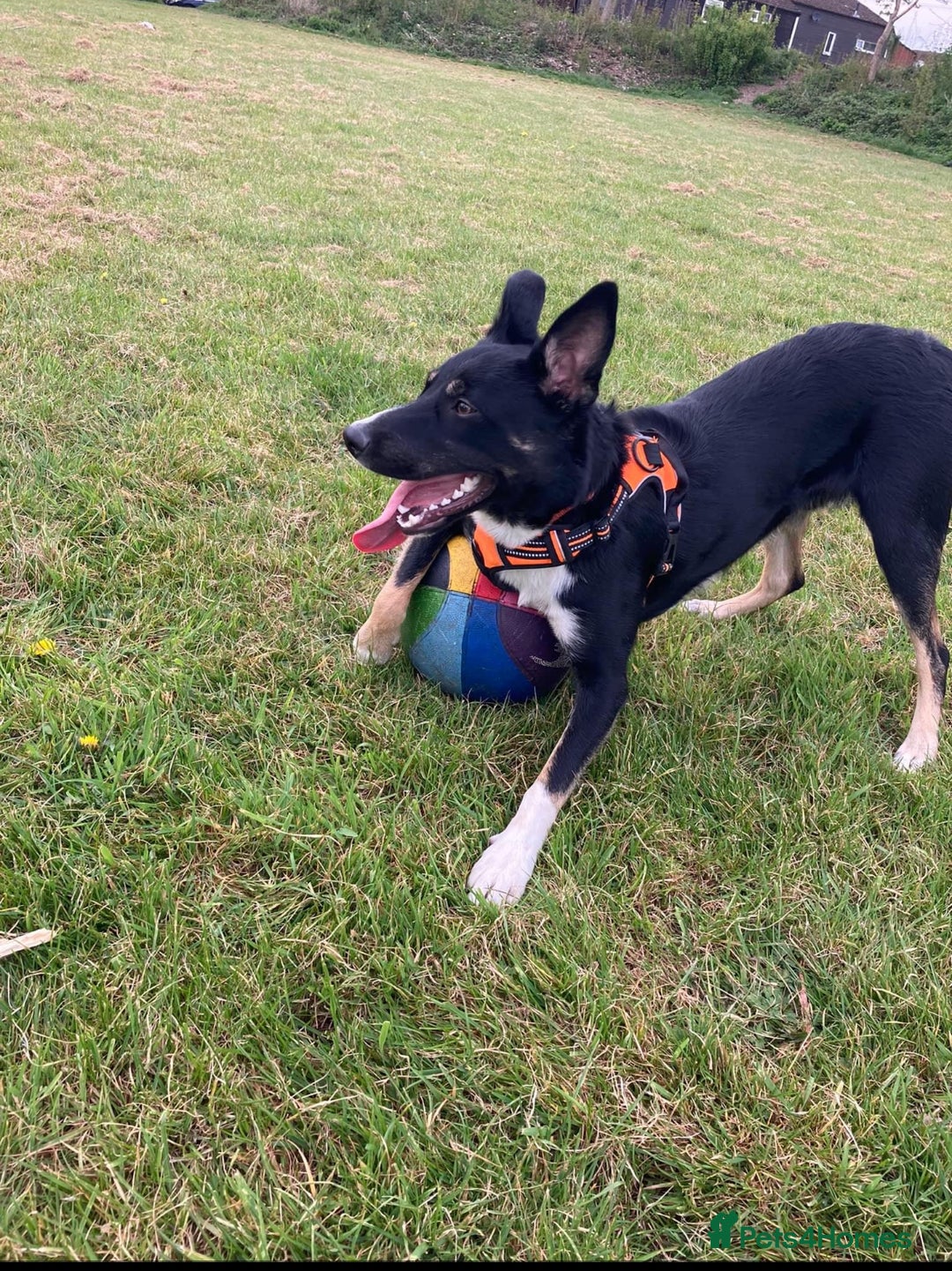 Border Collie dogs for sale: Loki nearly 4 year old border collie  - Image 1