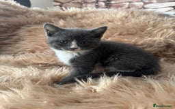 Ragdoll cats for sale: Ragdoll X  - Advert 8