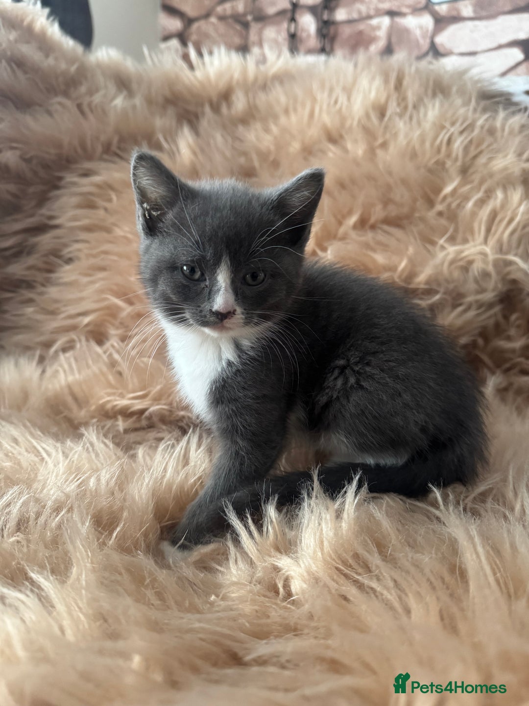 Ragdoll cats for sale: Ragdoll X  - Advert 8