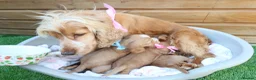 Cocker Spaniel dogs for sale: Beautiful show type cocker spaniel puppy’s  - Advert 18