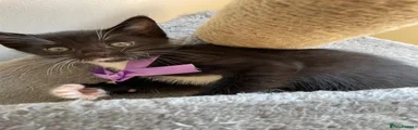 Mixed Breed Kitten 4