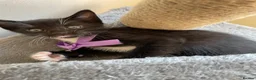 Mixed Breed cats for sale: Kitten - Advert 4