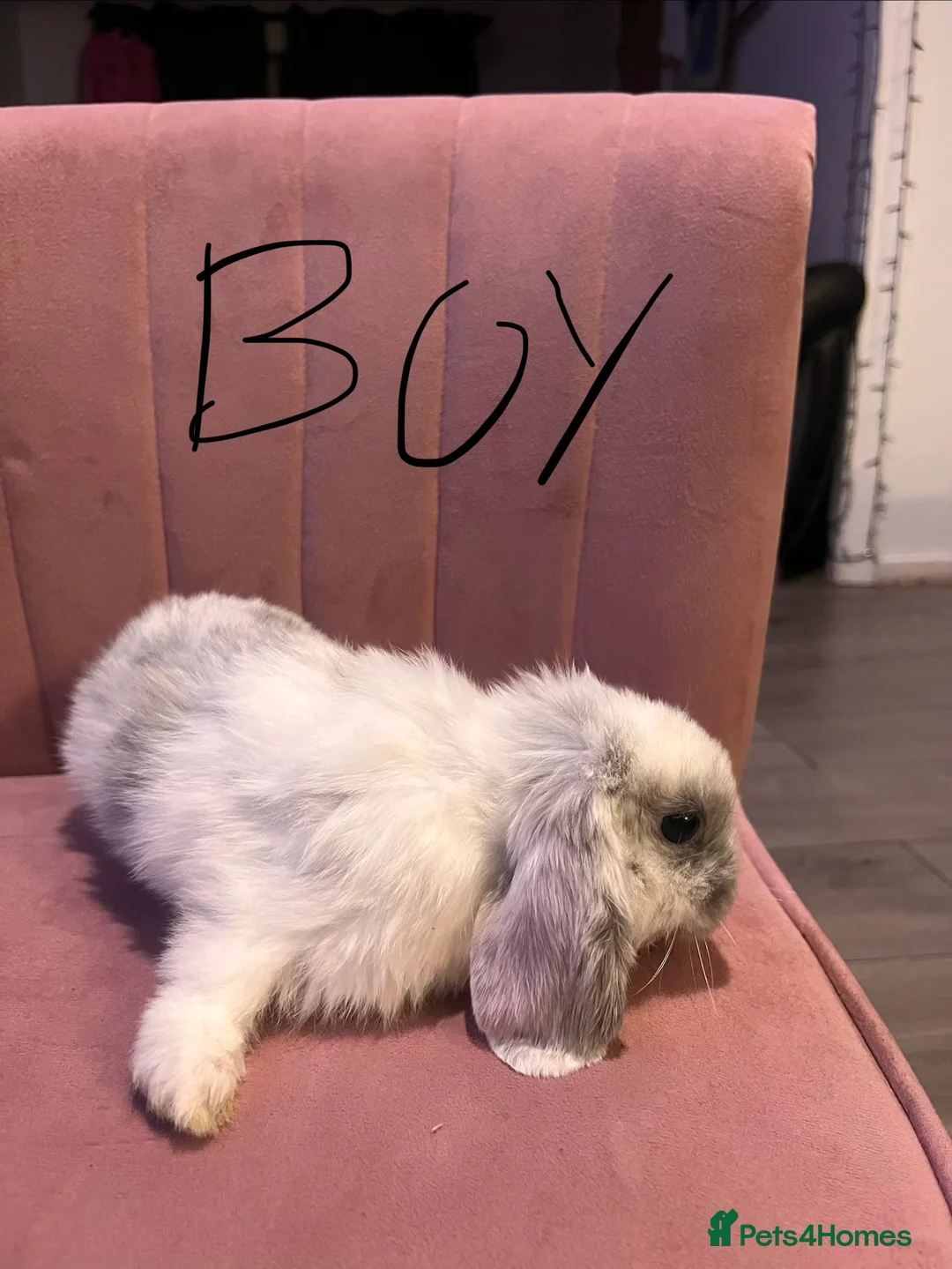 Mini Lop rabbits for sale: Mini lop - Advert 9