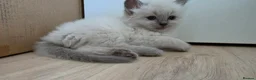 Ragdoll cats for sale: Gorgeous Ragdoll ready to leave 11 July - Advert 19