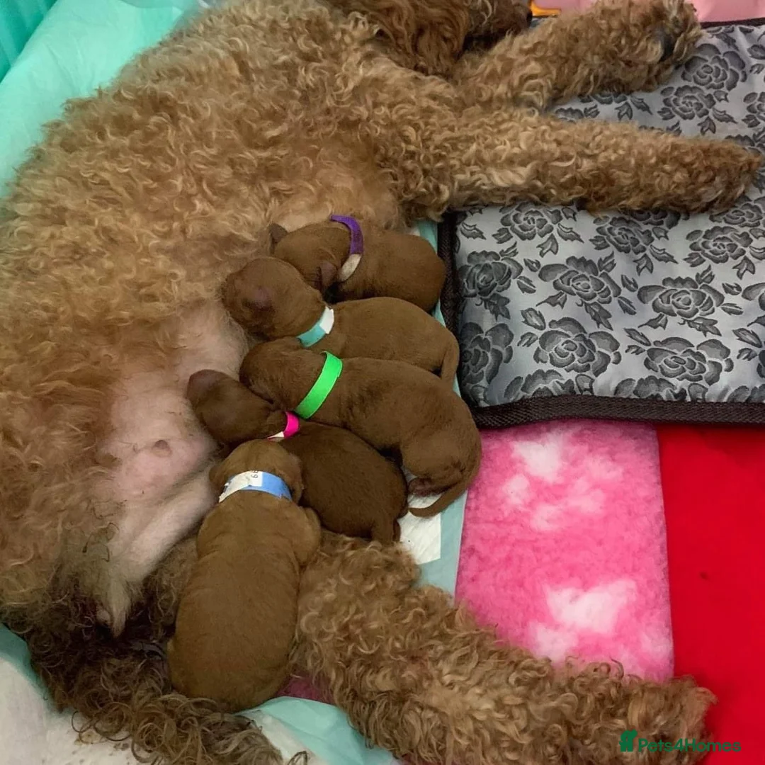 Toy Poodle dogs for stud: Romeo - Professional Stud Service in Eastleigh - Advert 7