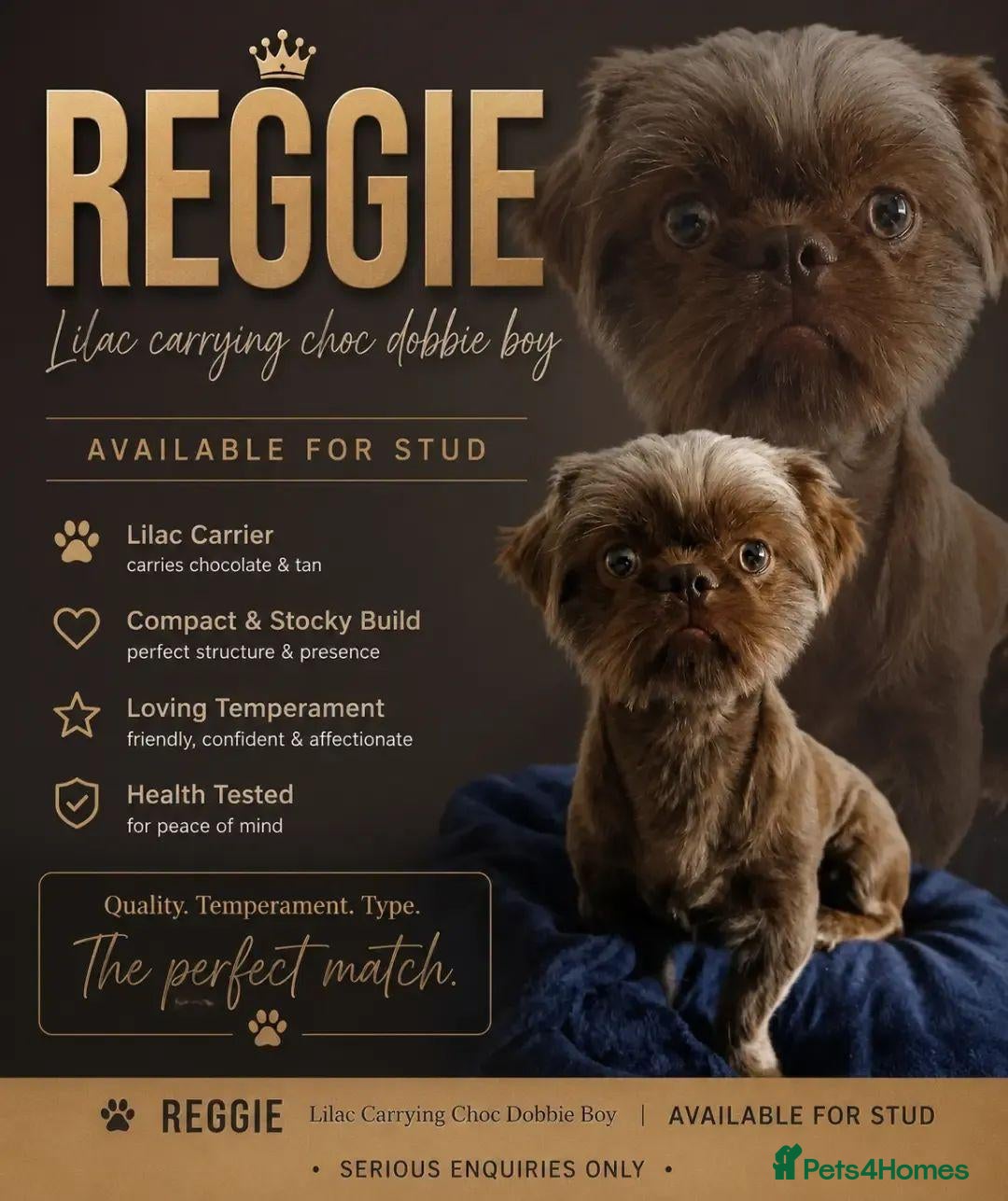 Shih Tzu dogs **proven** KC REG LILAC imperial stud.  - Advert 16