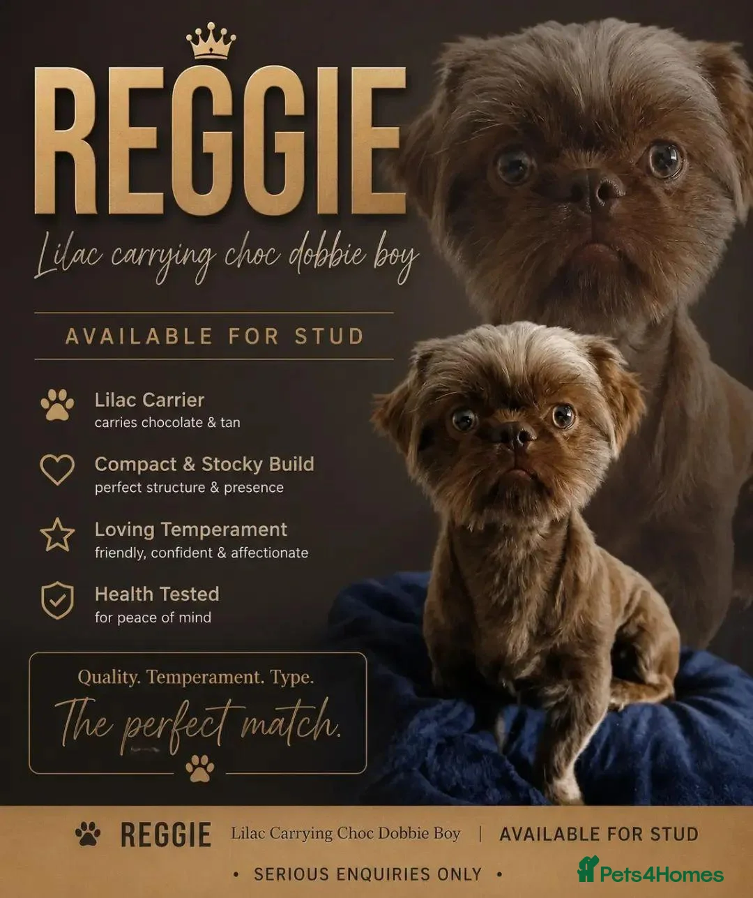 Shih Tzu dogs for stud: **proven** KC REG LILAC imperial stud.  - Advert 1