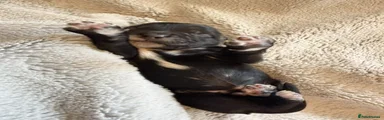 Vader
