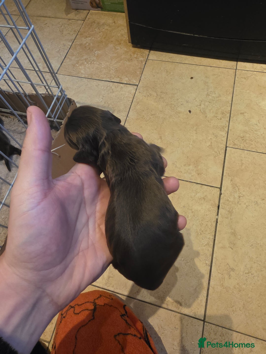 Cocker Spaniel dogs for sale: Kc registered litter - Advert 8