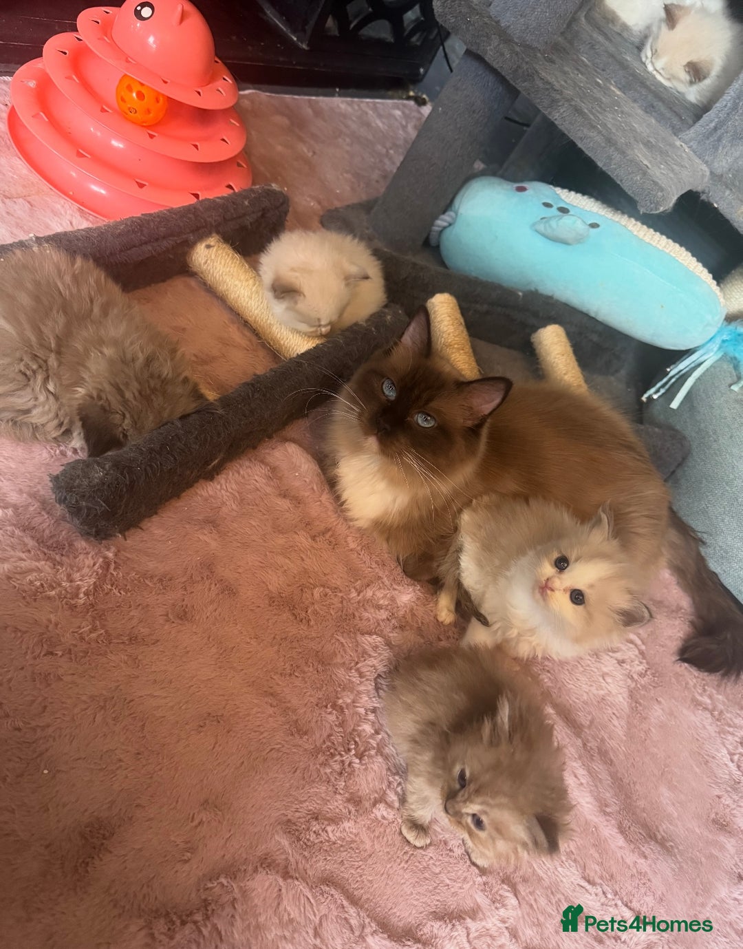 Ragdoll cats for sale: Tica lilac smoke sepia male  - Advert 5