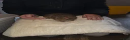 Guinea Pig rodents for sale: Baby guinea pigs  - Advert 8