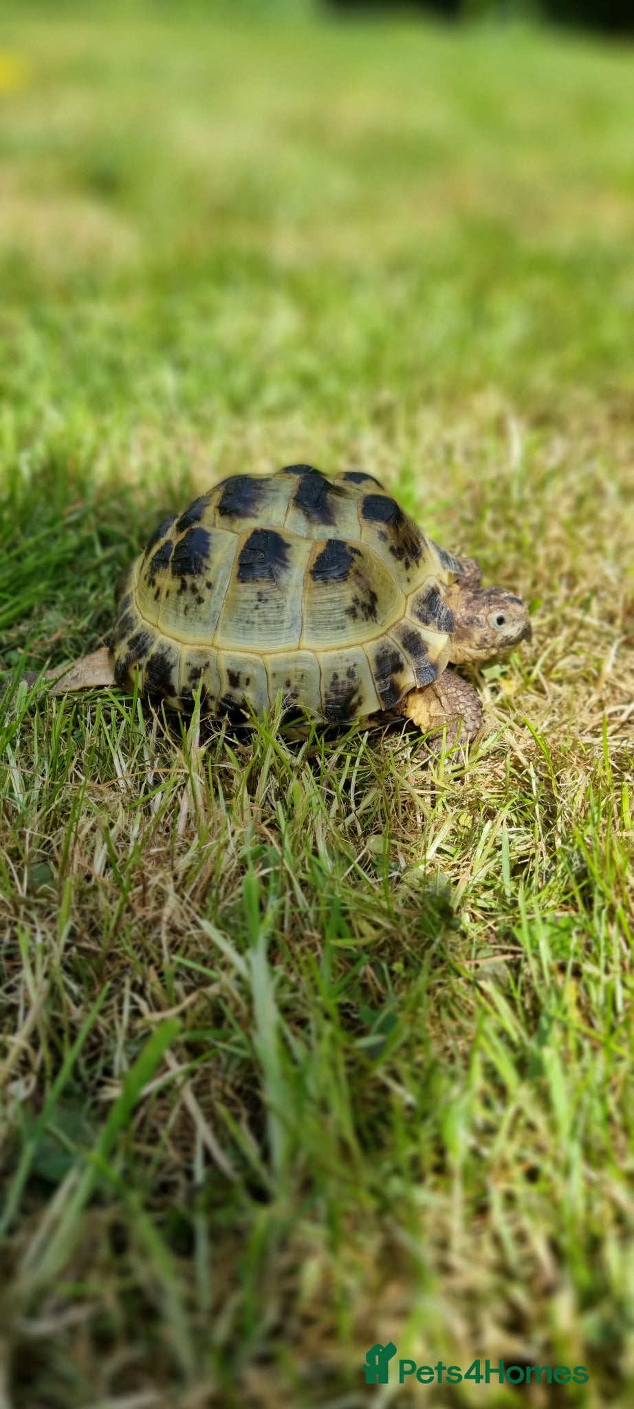 Tortoise reptiles for sale: Two Horsefield Tortoises (1 Male 1 Female) - Advert 1
