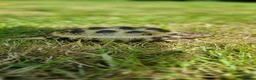 Tortoise reptiles for sale: Two Horsefield Tortoises (1 Male 1 Female) - Advert 1