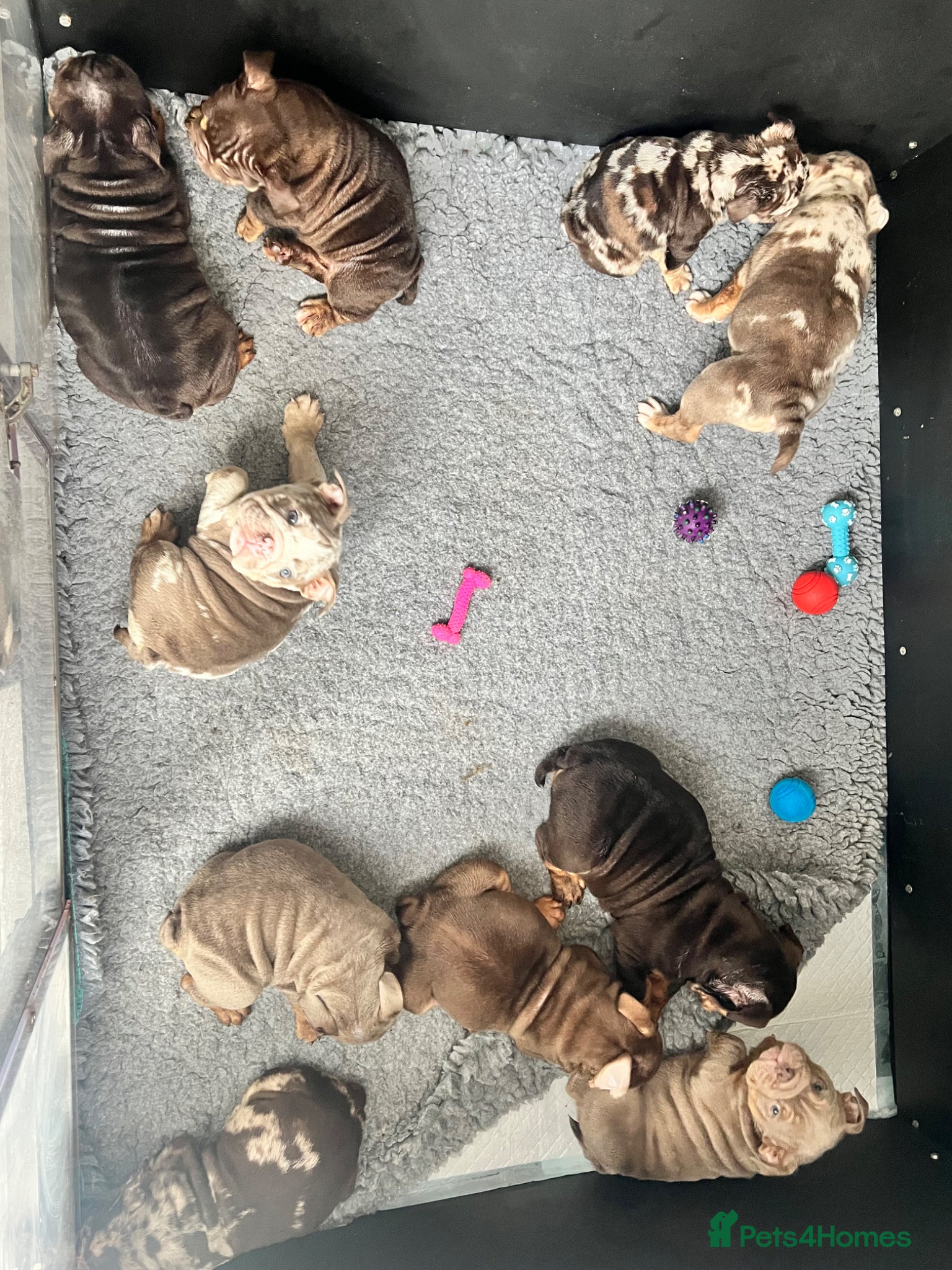 English Bulldog dogs for sale:  English Bulldogs DWKC 🧬🏆 Final reduction! - Advert 9