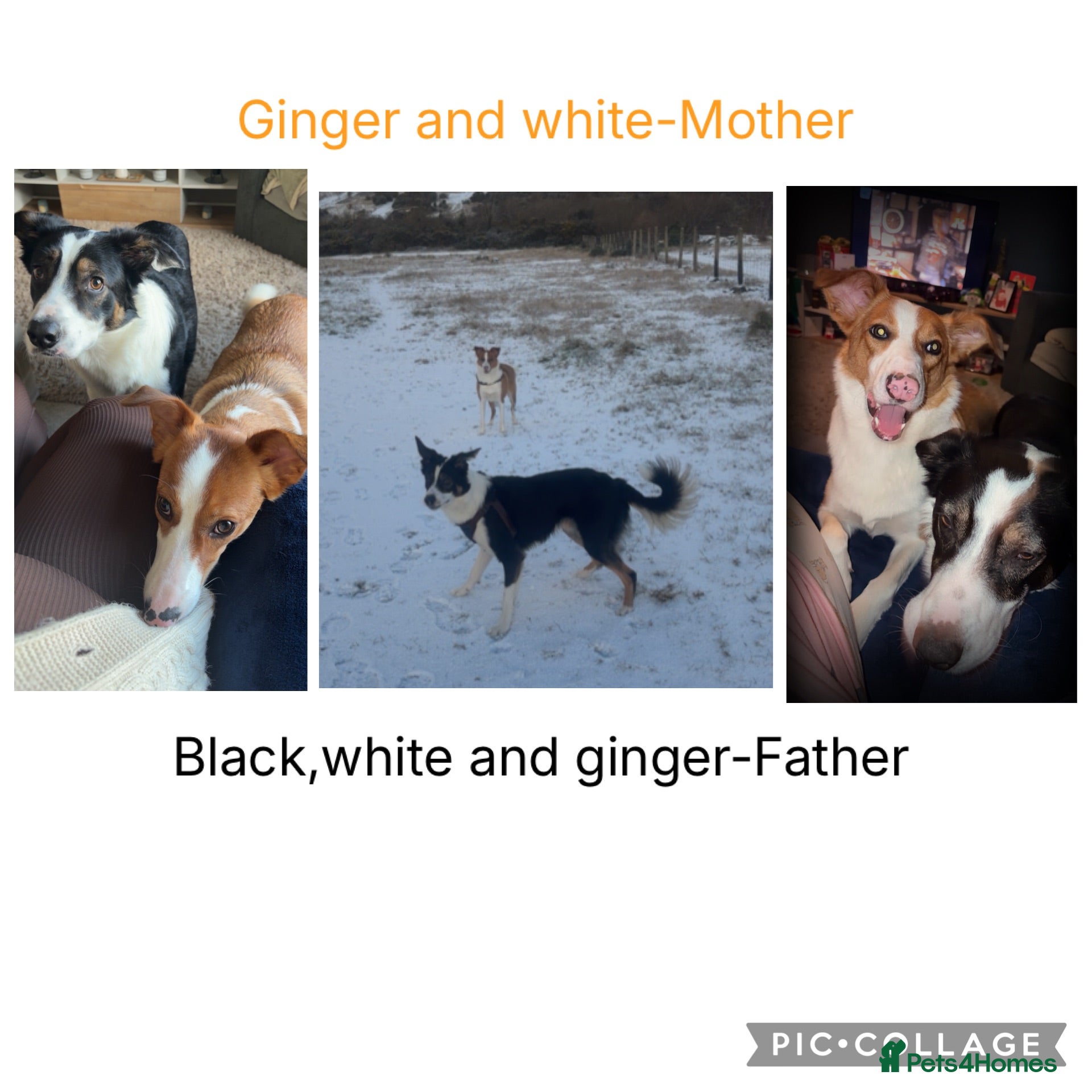 Border Collie dogs 5 Border collies puppies - Advert 2