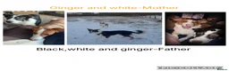 Border Collie dogs for sale: 5 Border collies puppies - Advert 2