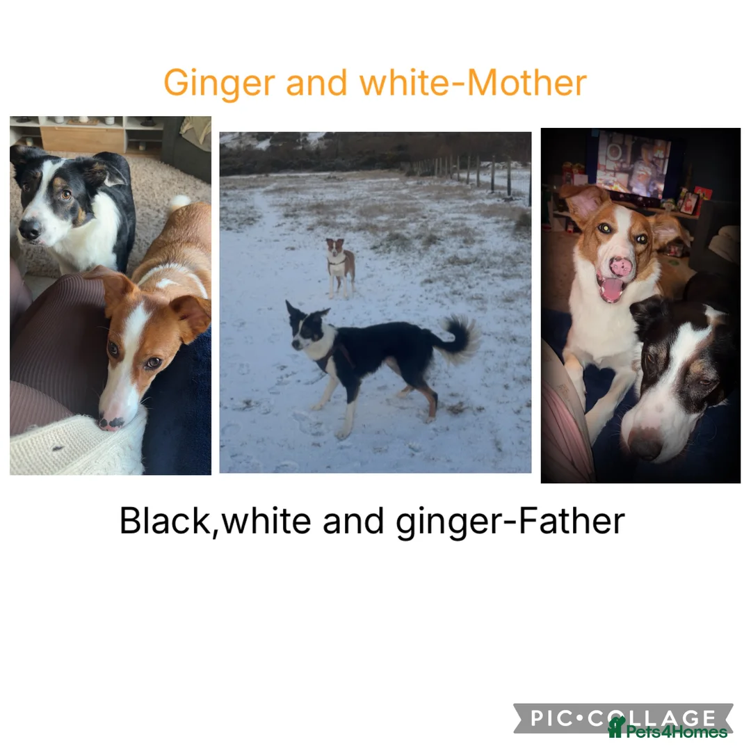 Border Collie dogs for sale: 5 Border collies puppies - Advert 2