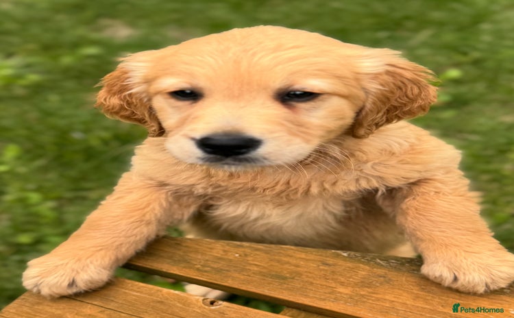 Golden Retriever dogs - Advert 1