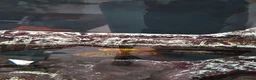Plecos fish for sale: Pleco plus full set up tank in Birmingham - Advert 12
