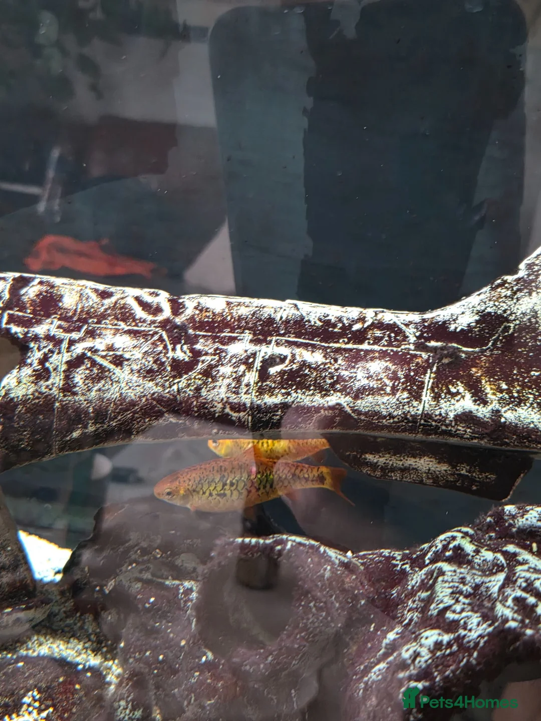Plecos fish for sale: Pleco plus full set up tank in Birmingham - Advert 12