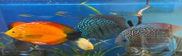 Discus fish for sale: 6 Large Discus  in Sutton - Advert 12