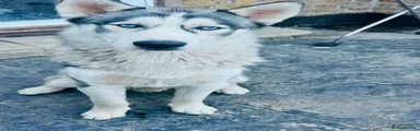 Sky Siberian Husky 1 