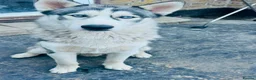 Siberian Husky dogs for sale: 🐾Efe&Sky-looking for a loving home 🐾 - Advert 4