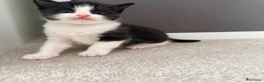 Maine Coon Kitten 1