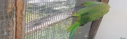 Ringnecks birds for sale: Indian Ringneck  - Advert 2