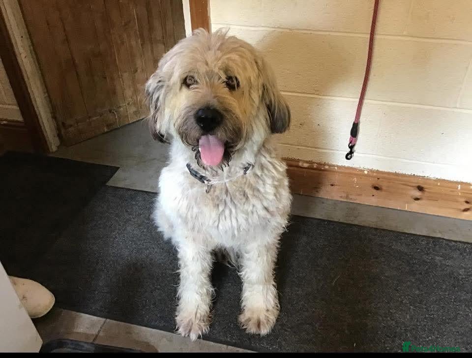 Mixed Breed dogs ❤️ LIBBY - Advert 7