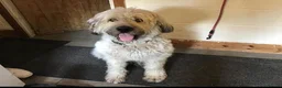 Mixed Breed dogs for adoption: ❤️ LIBBY - Advert 1