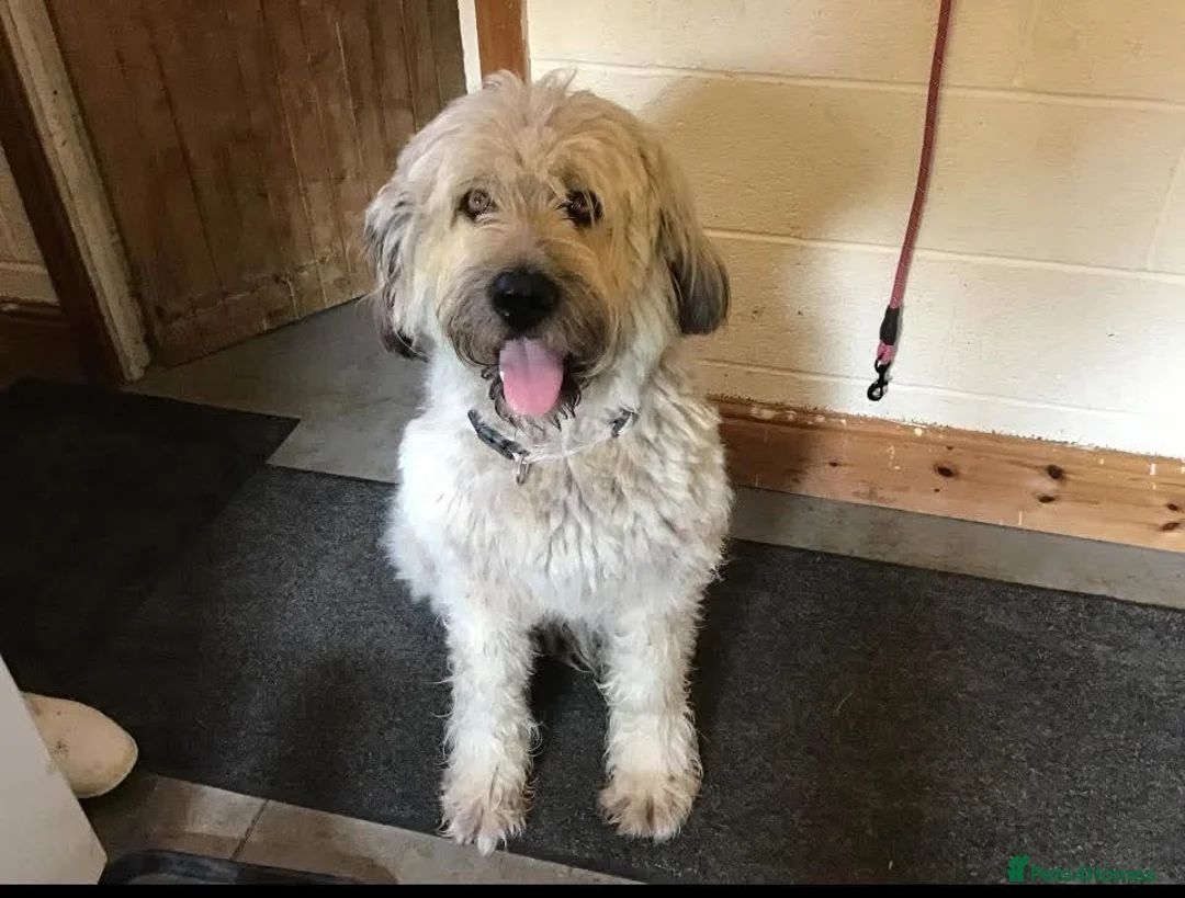 Mixed Breed dogs for adoption: ❤️ LIBBY - Advert 1
