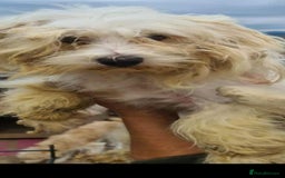 Maltese dogs for adoption: NOEL SMALL BREED 4KG - Advert 3