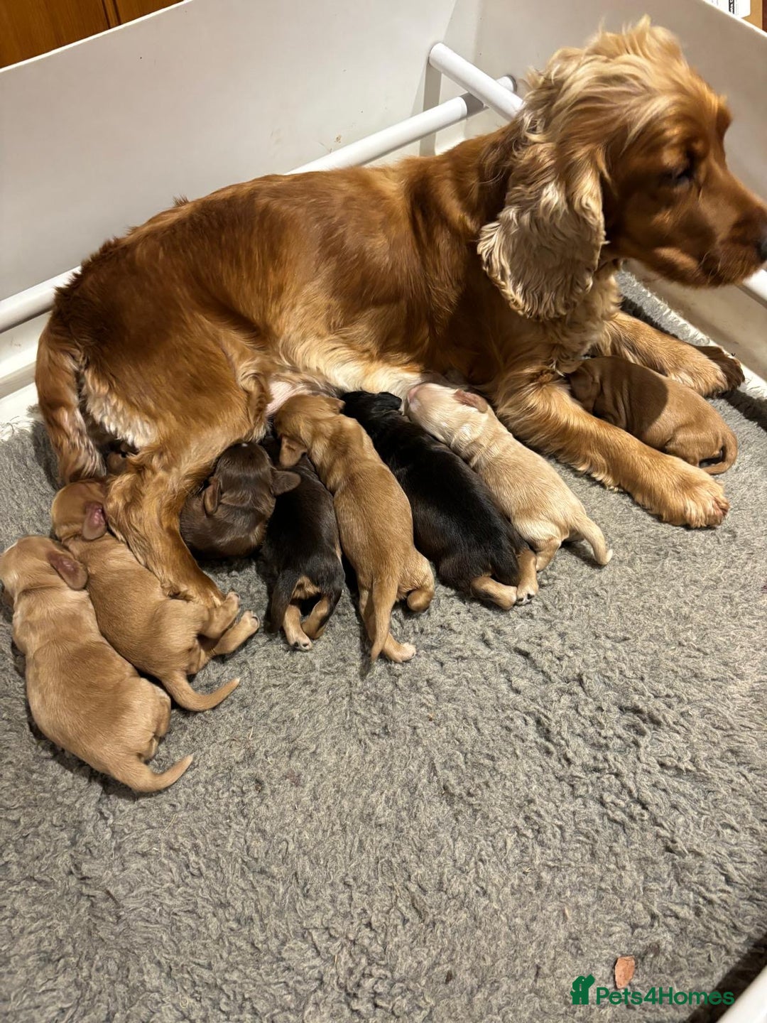 Cocker Spaniel dogs for sale: Stunning KC Cocker spaniels  - Advert 4