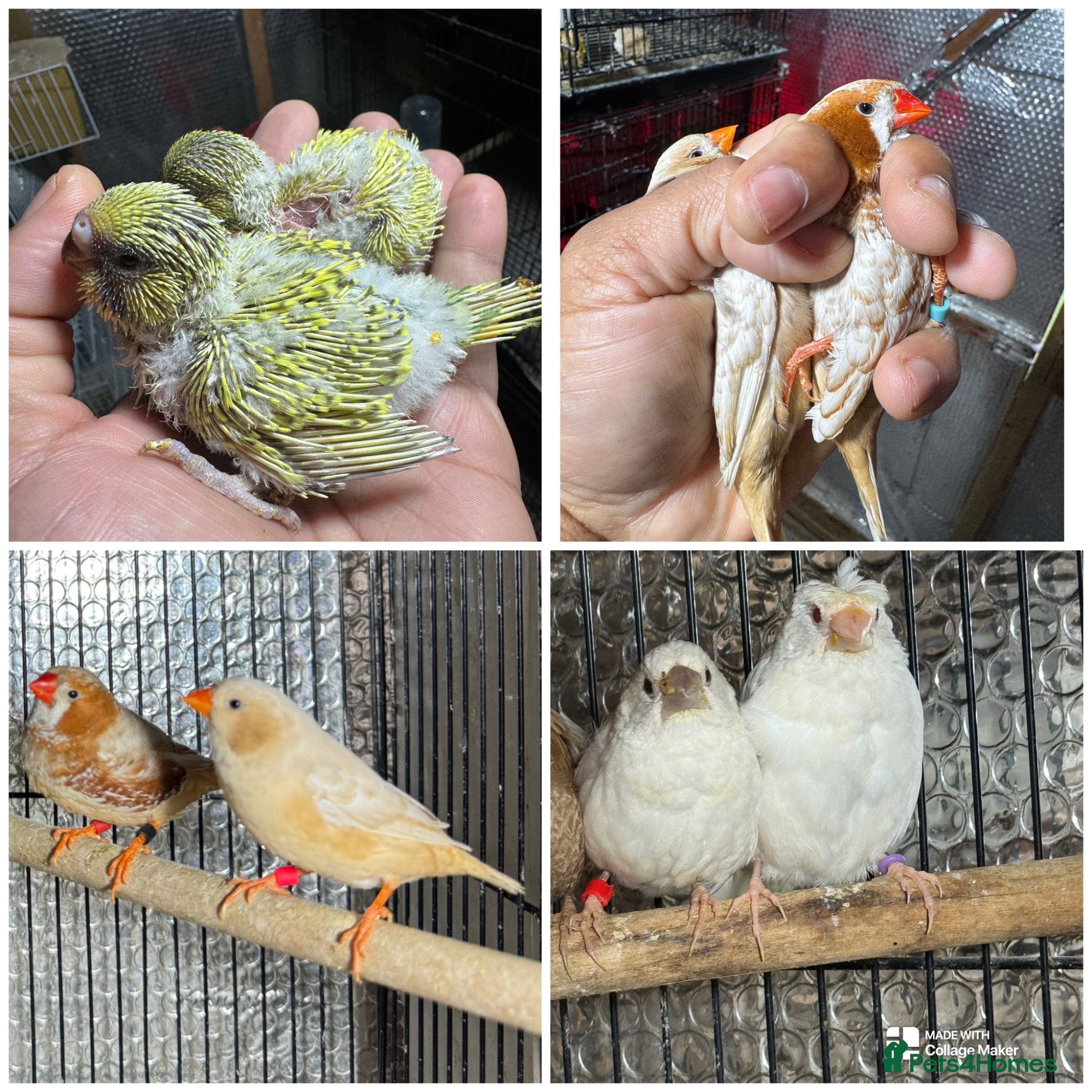 Mixed Breed birds Zebra and Bengal finches .  - Advert 9