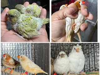 Mixed Breed birds Zebra and Bengal finches . - Advert 11