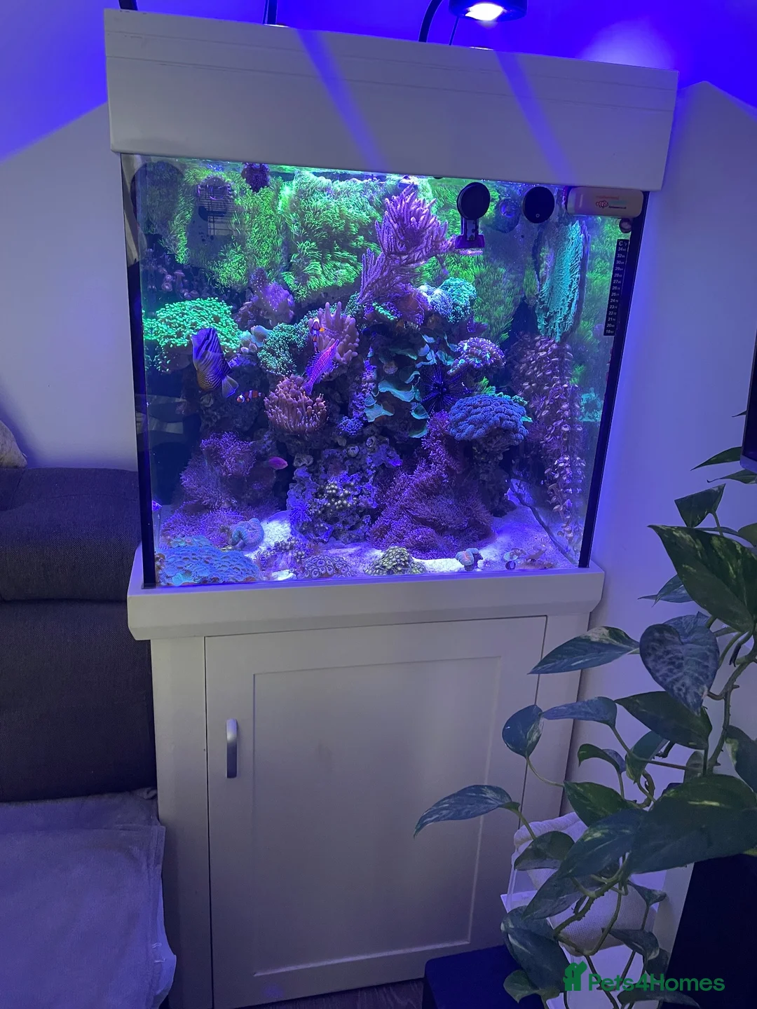 Goldfish fish for sale: reef marine fish tank  - Advert 1