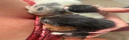Mixed Breed cats for sale: Mixed breed beautiful kittens  - Advert 20