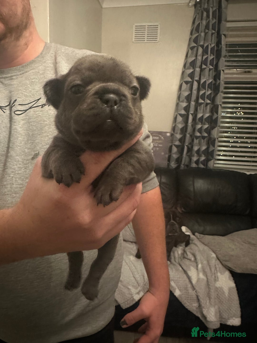 French Bulldog dogs for sale: 5 Beautiful French Bulldog Puppies - Advert 11