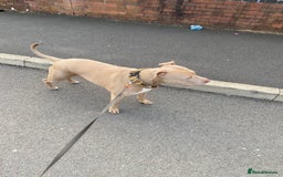 American Bully dogs for sale: Dog sale - Image 3