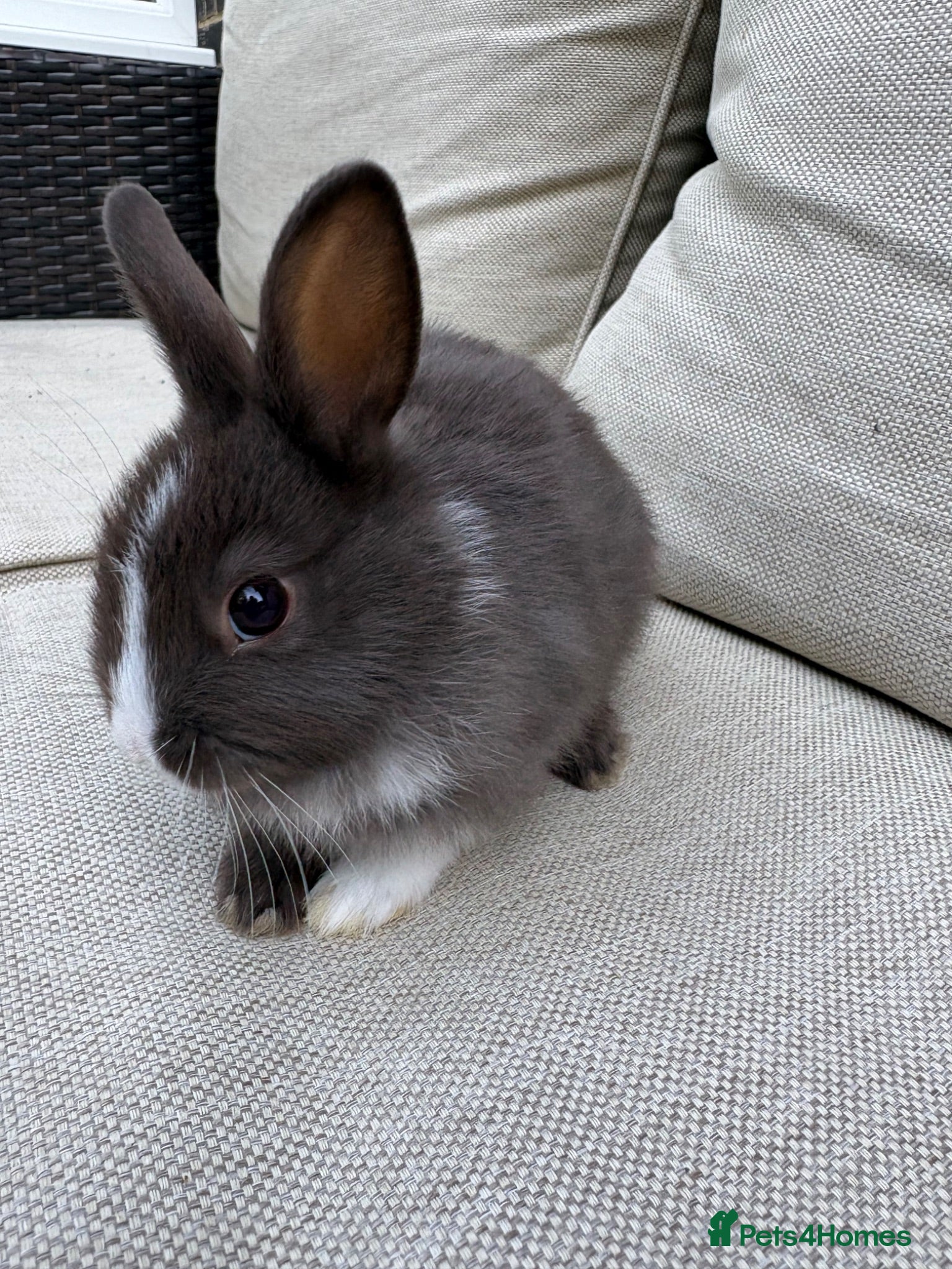 Netherland Dwarf rabbits  AVAILABLE NOW MALE Netherland Dwarf litters  - Advert 12