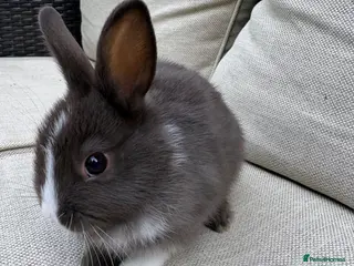 Netherland Dwarf rabbits AVAILABLE NOW MALE Netherland Dwarf litters - Advert 12
