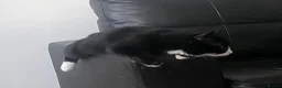 Burmilla cats for sale: Female cat for sale (onyx) - Advert 2