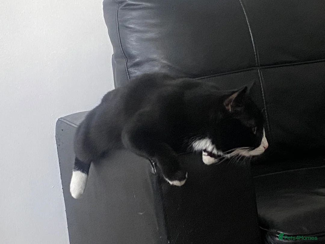 Burmilla cats for sale: Female cat for sale (onyx) - Advert 2