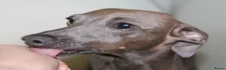 Italian Greyhound dogs for sale: KC Reg Italian Greyhounds - Advert 15