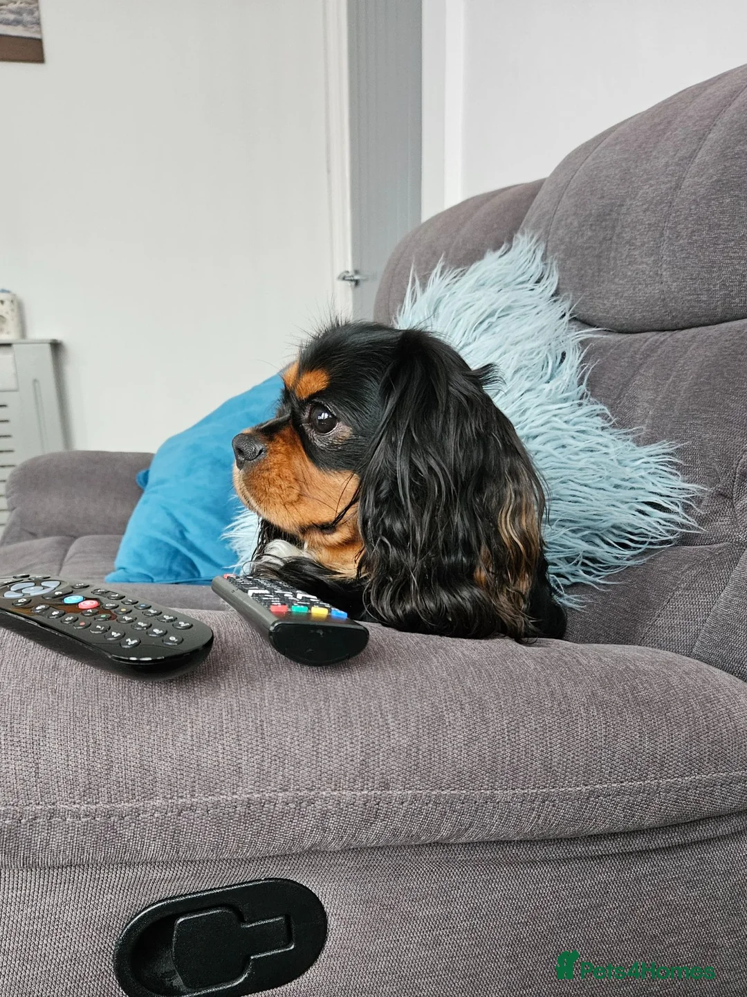 Cavalier King Charles Spaniel dogs for stud: Geordie kc cavalier - Advert 2