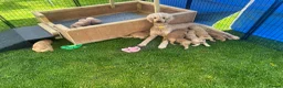 Standard Poodle dogs for sale: Apricot Standard Poodle Puppies  - Advert 8