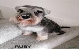 Miniature Schnauzer dogs for sale: Outstanding Miniature Schnauzer Puppies - Image 3