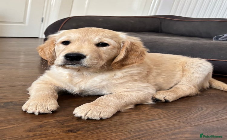 Golden Retriever dogs - Advert 2