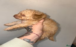 Shihpoo dogs for sale: Shihpoo - Image 6